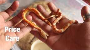 Before keeping Pet Snakes in India, See this!