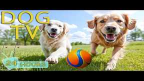 DOG TV for Dogs to Watch: Best All-Day Video Entertain Dogs When Home Alone - Happy Music for Dogs