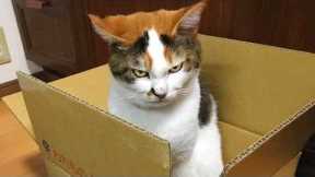 Silliest CAT on Earth 😂 Funny Cats Videos