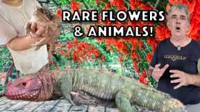 Feeding our Reptiles and Purchasing Rare Flowering Trees.