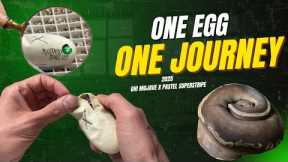 One Egg One Journey