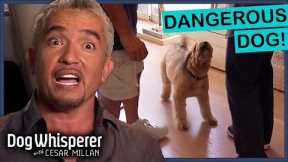 Rescue Dog’s Trauma Has Turned Into Dangerous Behavior | Full Episodes | Dog Whisperer