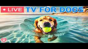 🔴24 Hours of Dog TV - Deep Relaxation Music for Dogs🎵🐶Dog Calming Music💖Dog Stress Relief Music