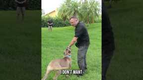 You NEED to Do This While Teaching Your Dog Recall