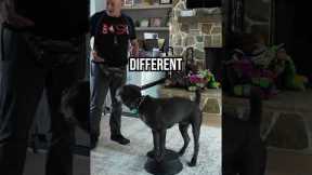 How to Teach Your Dog to THINK With Free Shaping!