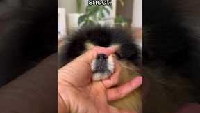 Cute tricks I taught my dog 🤗 #pomeranian #dog