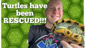 Turtles Are Rescued (Getting Proper Care) 