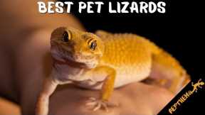 5 Best Beginner Friendly Lizard Pets: Which One is Right for You?