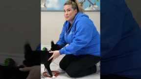 Use THIS Tool To STOP Puppy Biting