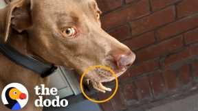 Woman Sees Tiny Legs Sticking Out Of Her Dog's Mouth | The Dodo