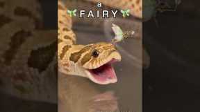 LOOK, A FAIRY! #reptile #animal #frog