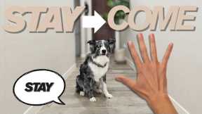 Teach your dog to STAY & COME | TRAINING TUESDAY EP.2