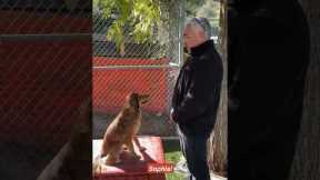 How to Teach a Dog its name! #dogtraining #dog #cesarmillan