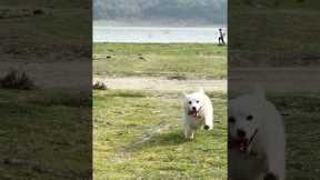 Funniest dog! Caught pooping 🐶 #cutedogs #pomeranian