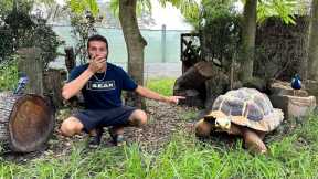 NEW Tortoises For Our MASSIVE AVIARY!