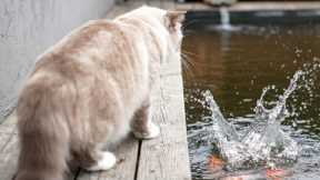 When Your Cat Decides To Teach The Fish Tricks 😹💦