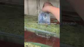 How to Acclimate your fish correctly #freshwatertank #fish #aquarium #careguide #goldfish #new