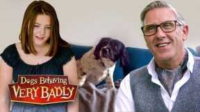 My Dog’s Aggression Is Making My Daughter Scared to Come Home