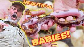Unboxing Baby Snakes: A Fan Helps Me Open Snake Eggs🙌