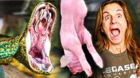 Feeding My Giant Snakes!