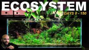 How To Make A ZERO Maintenance ECOSYSTEM Aquarium (FULL BUILD)