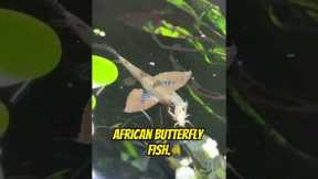 Top 5 Coolest Freshwater Aquarium Fish