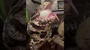 Someone woke up #livingthedream #lizard #petlover #pets #reptile #feeding #reptiles #snake  #shorts