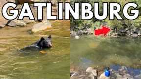 Gatlinburg Black Bear Swimming In The River & Looking For Trout!