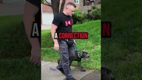 How to Fix Leash Pulling in 3 Simple Steps!
