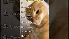 Ranking Funniest Cat Moments