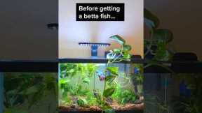 Betta fish tank essentials
