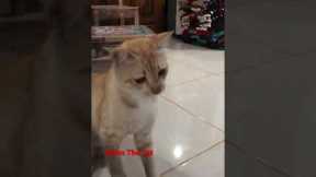 Train the cat to shake hands #shorts