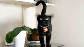 Cat being Incredibly Silly 😂 New Funny Cat Videos