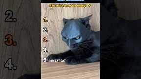 🐱 Top 5 Funniest CAT MOMENTS 🐱 #shorts