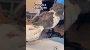 Stimulating orphaned baby kittens to go potty 🚽💩👀‼️ #bottlebabykitten #rescuekitten #orphanbaby