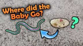 Our Milksnakes Hatched!! Then escaped...