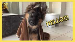 When You Live With a Comedian Dog 🤪 Funny Dog Videos 2025