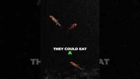 Fish for Shrimp Tanks | Perfect for Nano Aquariums!