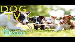 DOG TV: Best Videos Prevent Boredom for Dogs While You’re Away Home - Happy & Funny Music for Dogs
