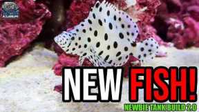 First Fish Added to My 200-Gallon FOWLR Tank! | Newbie Tank Build 2.0