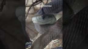 These snakes are terrible pets to have. #reptiles #venomoussnakes #pets #boomslang #kingcobra