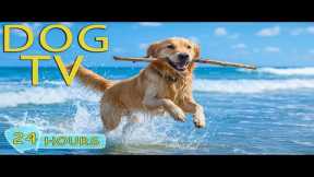 DOG TV: Video Fun to Keep Dogs Entertain All Day When Home Alone - Best Anti-Anxiety Music for Dogs