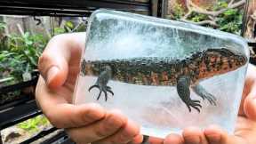 I’m About to Freeze My Reptiles – Here’s Why!