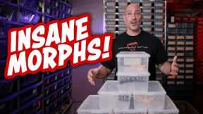Insane Boa Morphs - Old School Video Style Meets Rare & Legendary Morphs