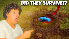 I Found Wild Betta Fish Surviving in a Puddle…