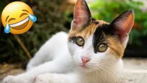 Cats Make Life AMAZING! 😹 Funny Cat videos