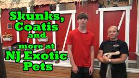 Skunks Coatis and more at NJ Exotic Pets