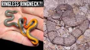 Fantastic Snake Hunting in West Texas! Ringless Ringneck and Beautiful Baird's Ratsnake!