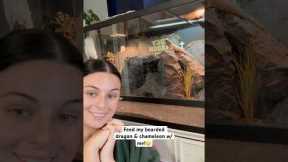 Dinner time for the lizards!🍽️ #beardeddragon #chameleon #livszoo #reptiles #pets #lizard