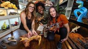 This Is Their Bedroom… The ULTIMATE Reptile Room Tour